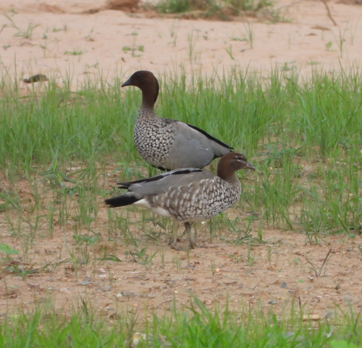 Canard à crinière - ML613303307