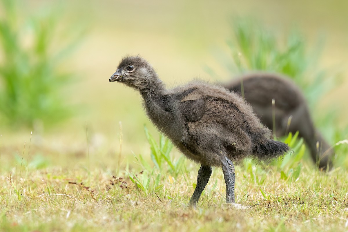 Tasmanian Nativehen - ML613303326