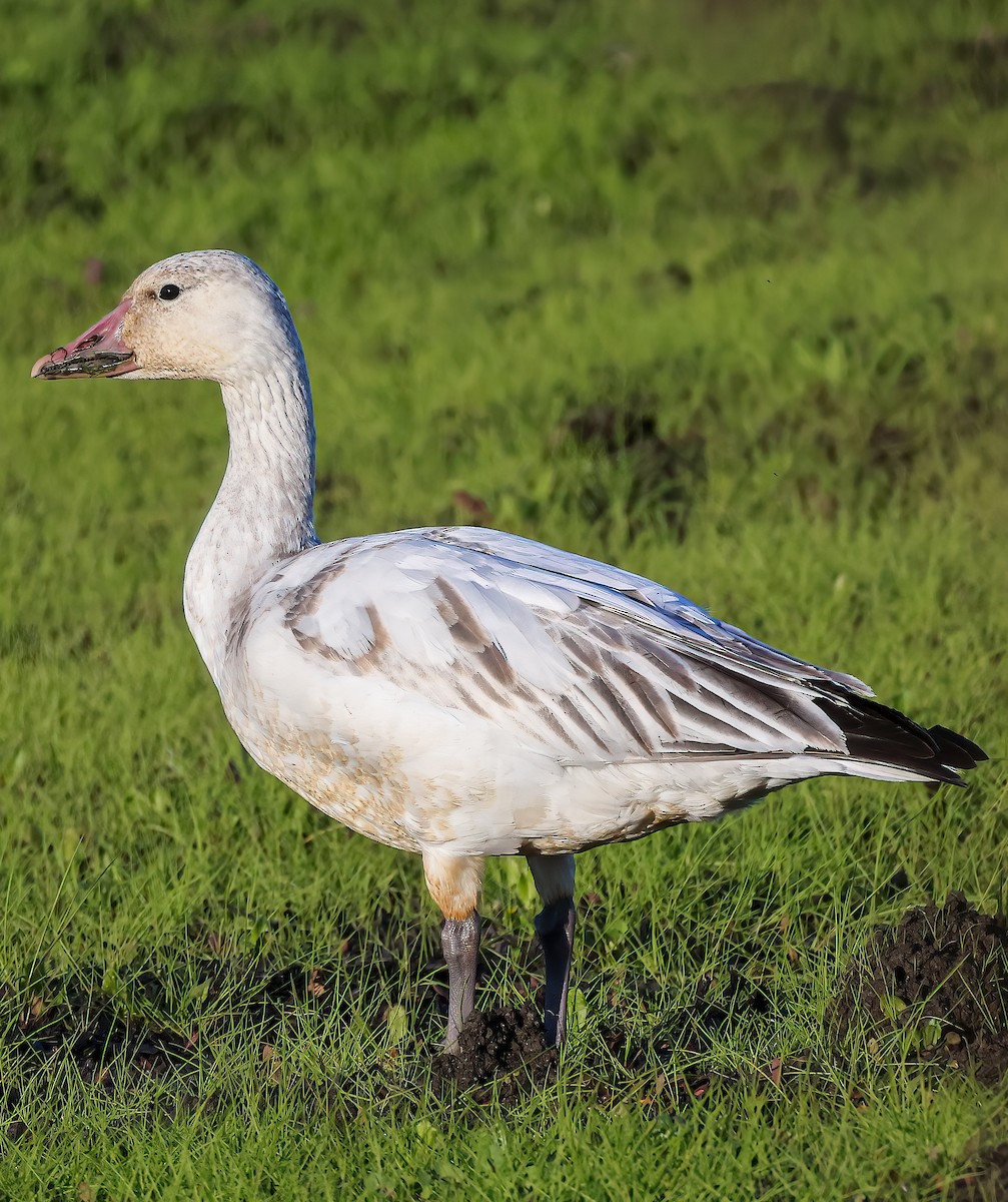 Snow Goose - ML613303364