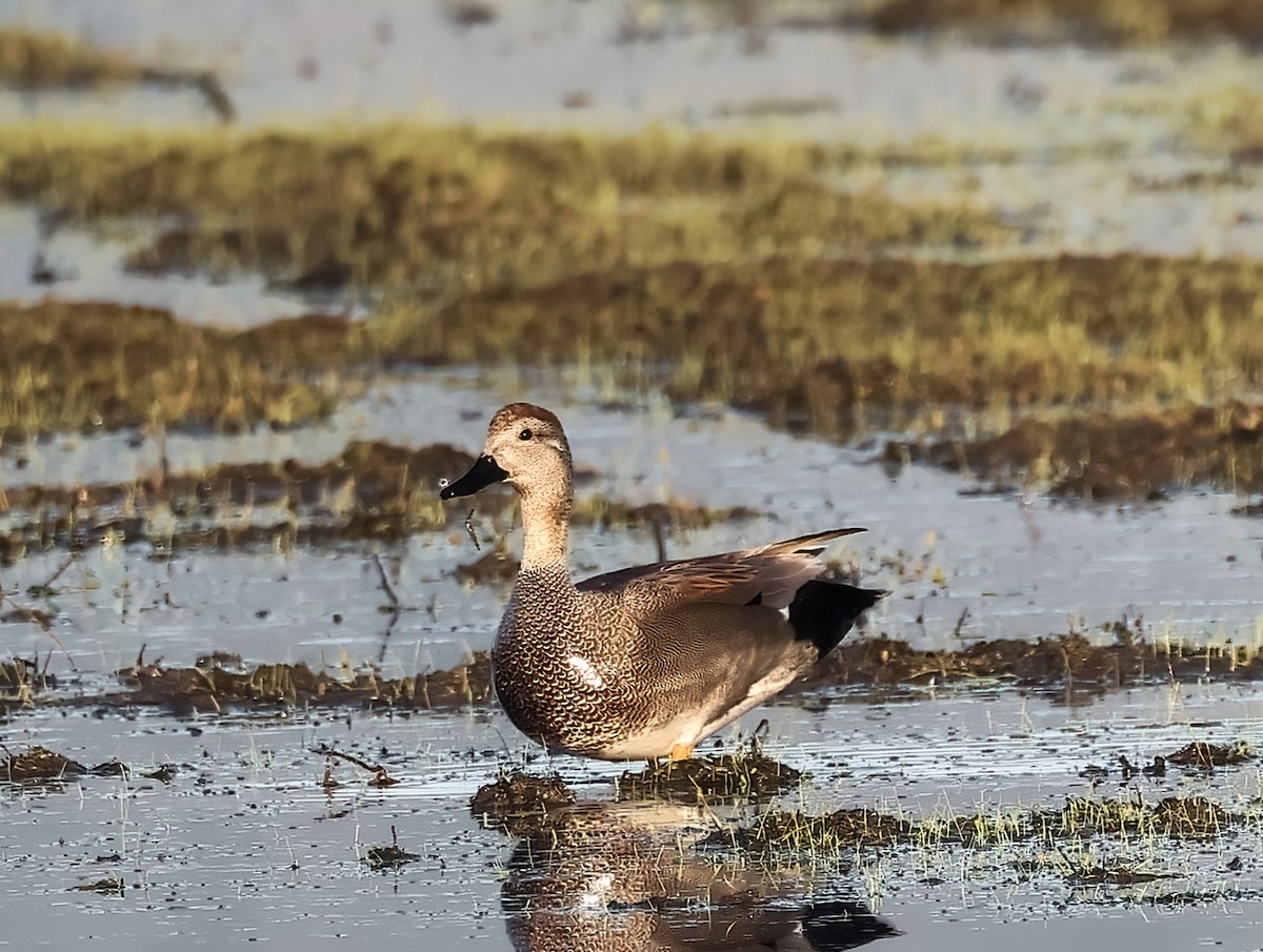 Gadwall - ML613303369