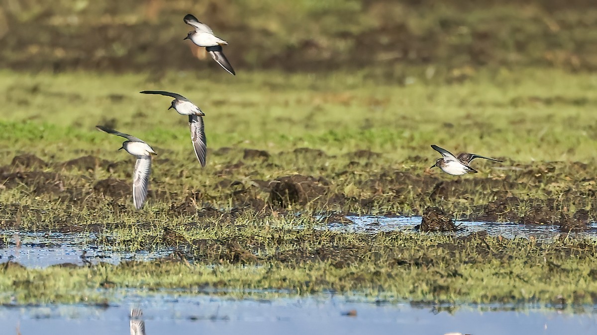 Least Sandpiper - ML613303376