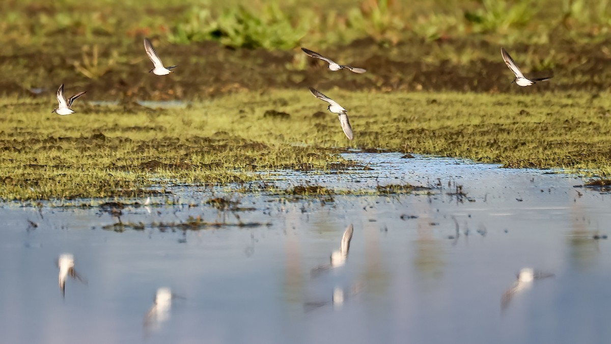 Least Sandpiper - ML613303377