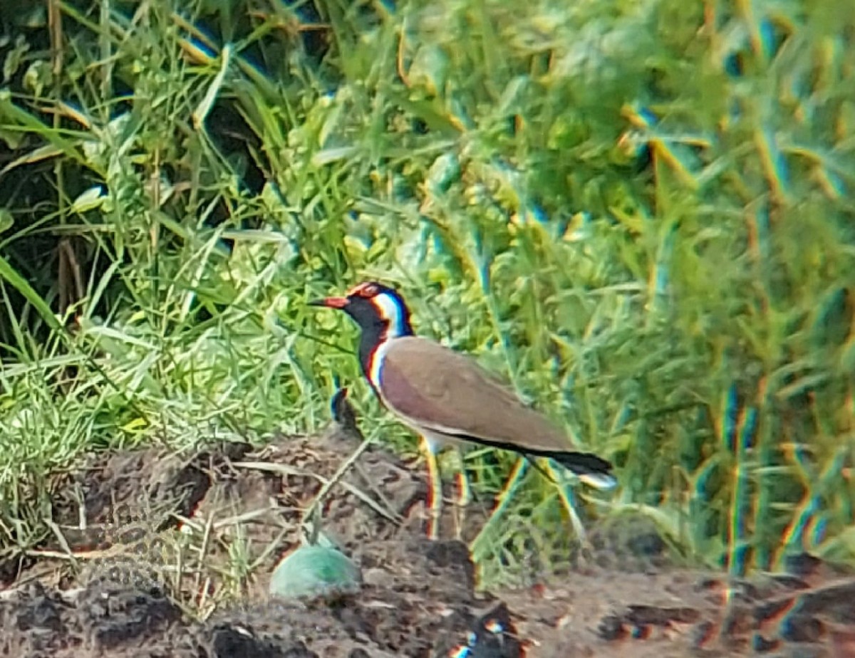 Red-wattled Lapwing - ML613303387