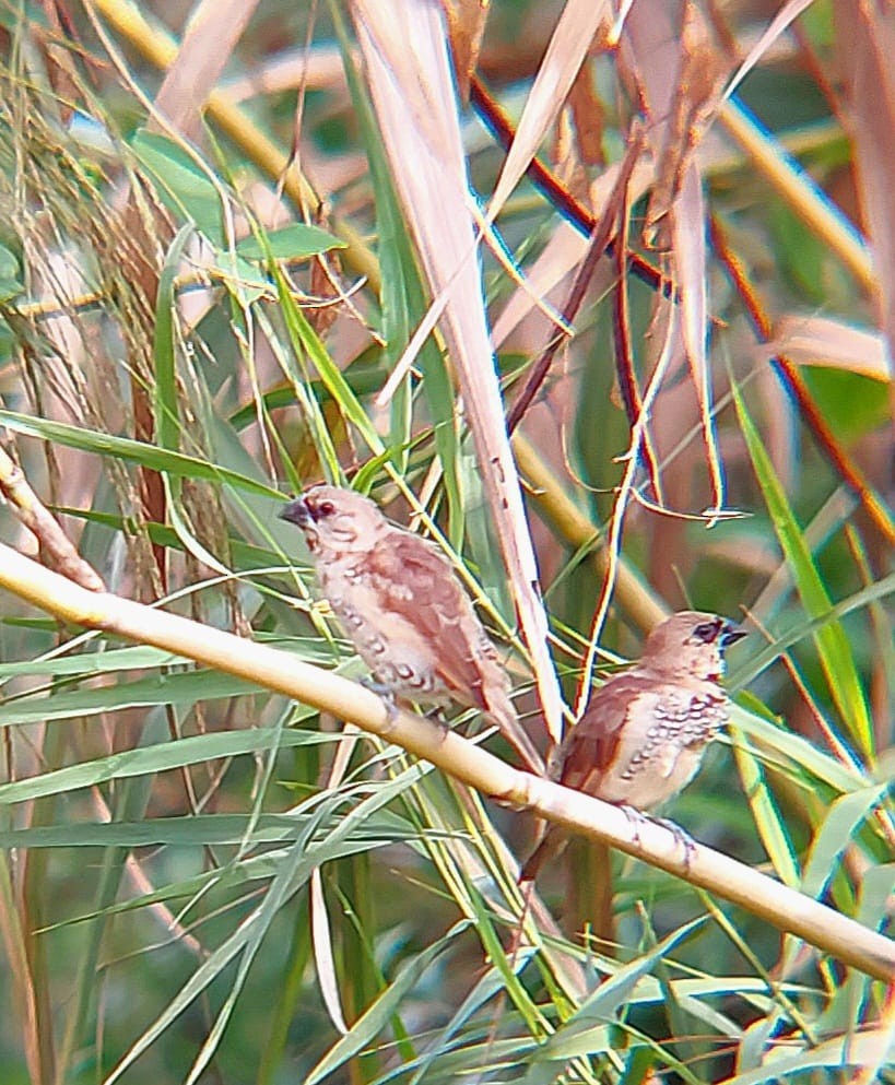 Scaly-breasted Munia - ML613303391