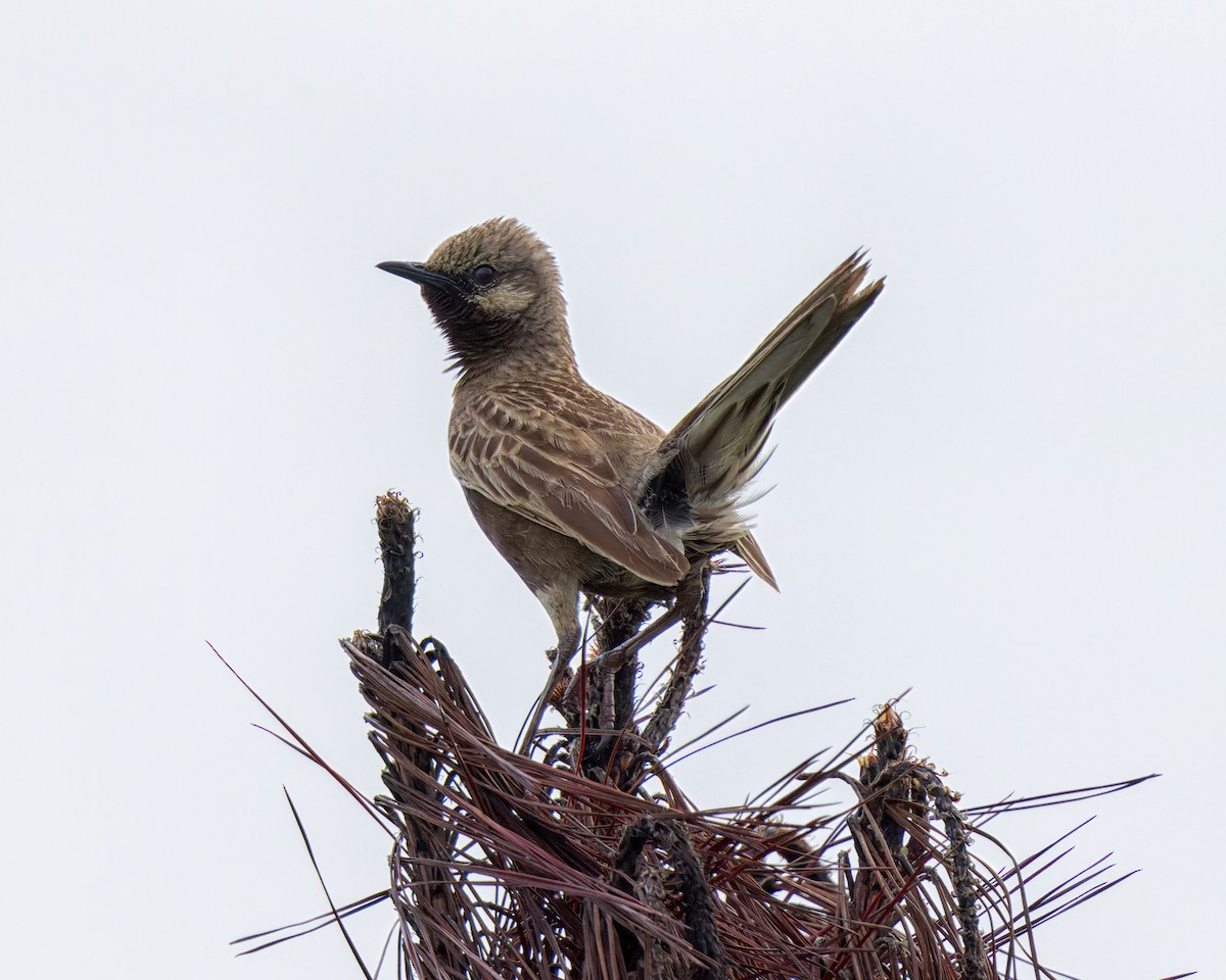 Brown Songlark - ML613303462