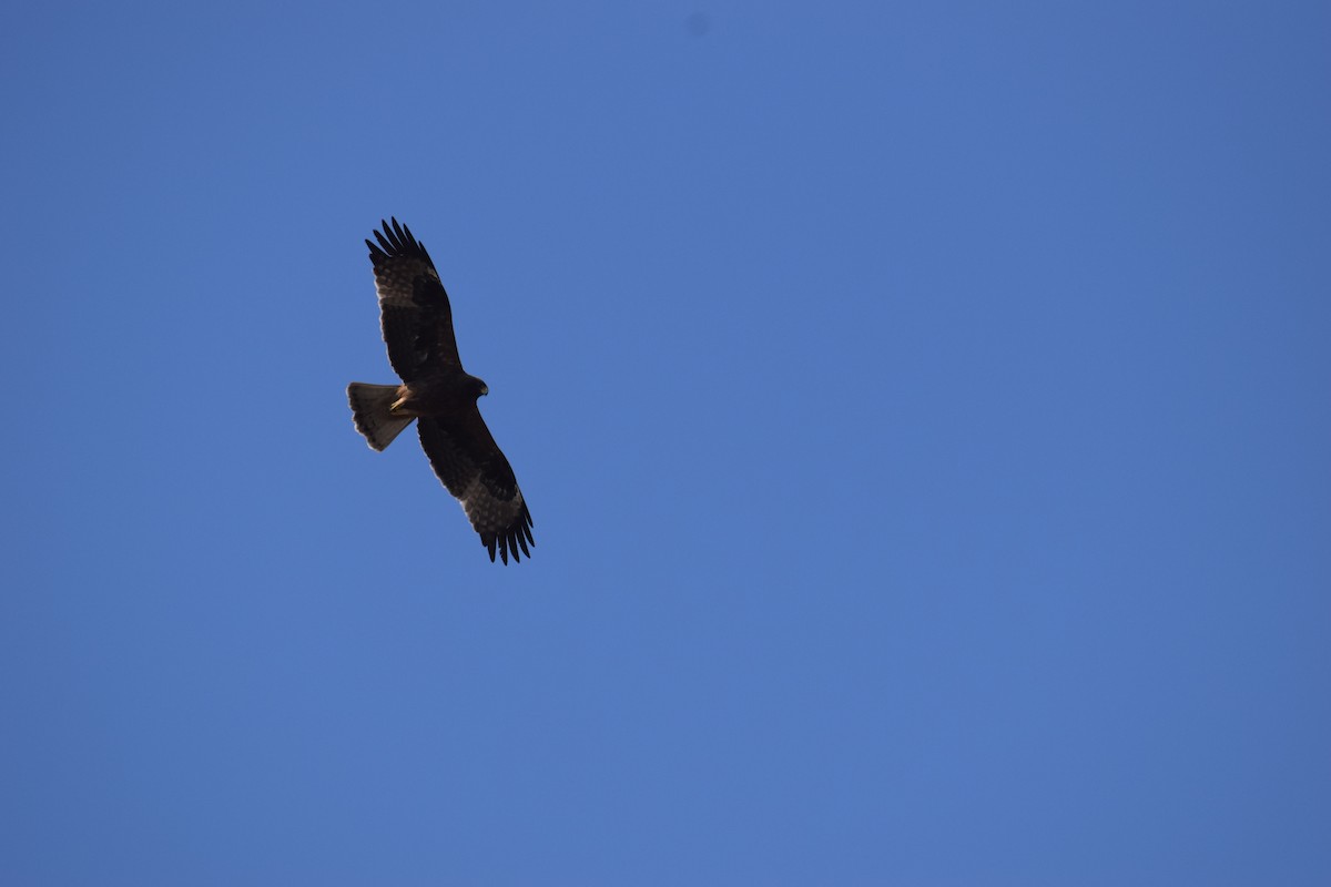 Booted Eagle - ML613303467