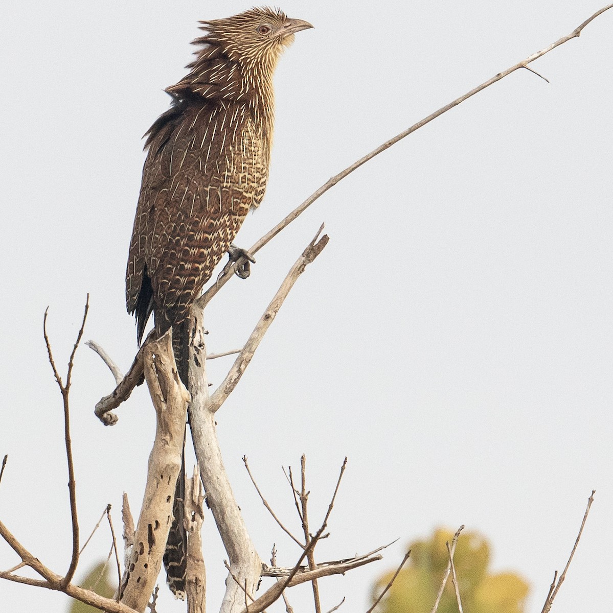 Pheasant Coucal - ML613303487