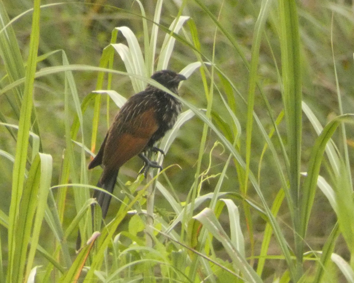 Lesser Coucal - Gregory Laude