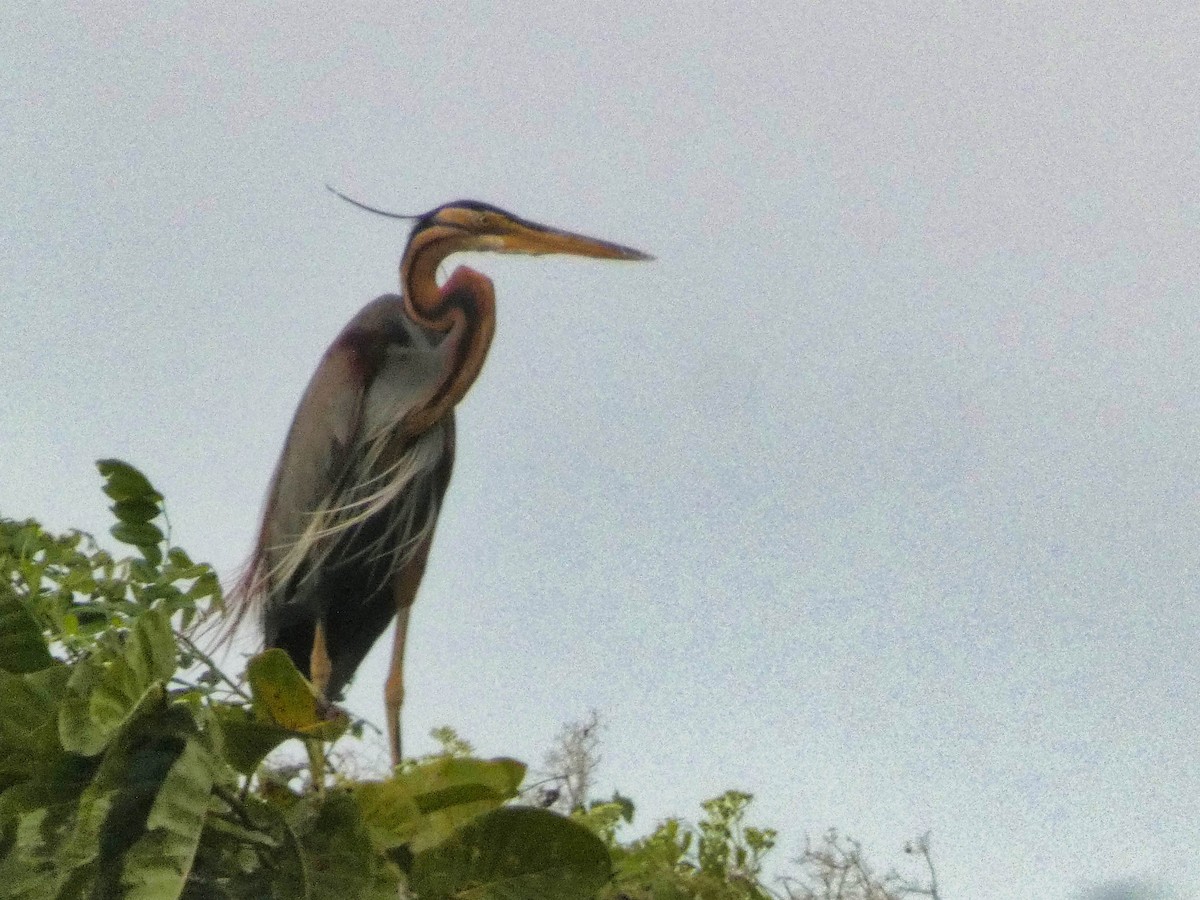 Purple Heron - ML613303592