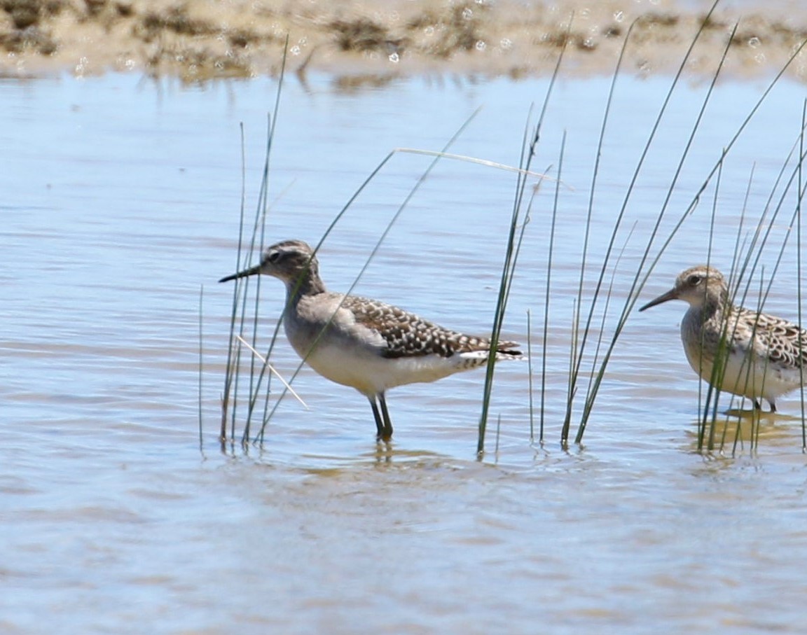 Wood Sandpiper - Angus Schmidt