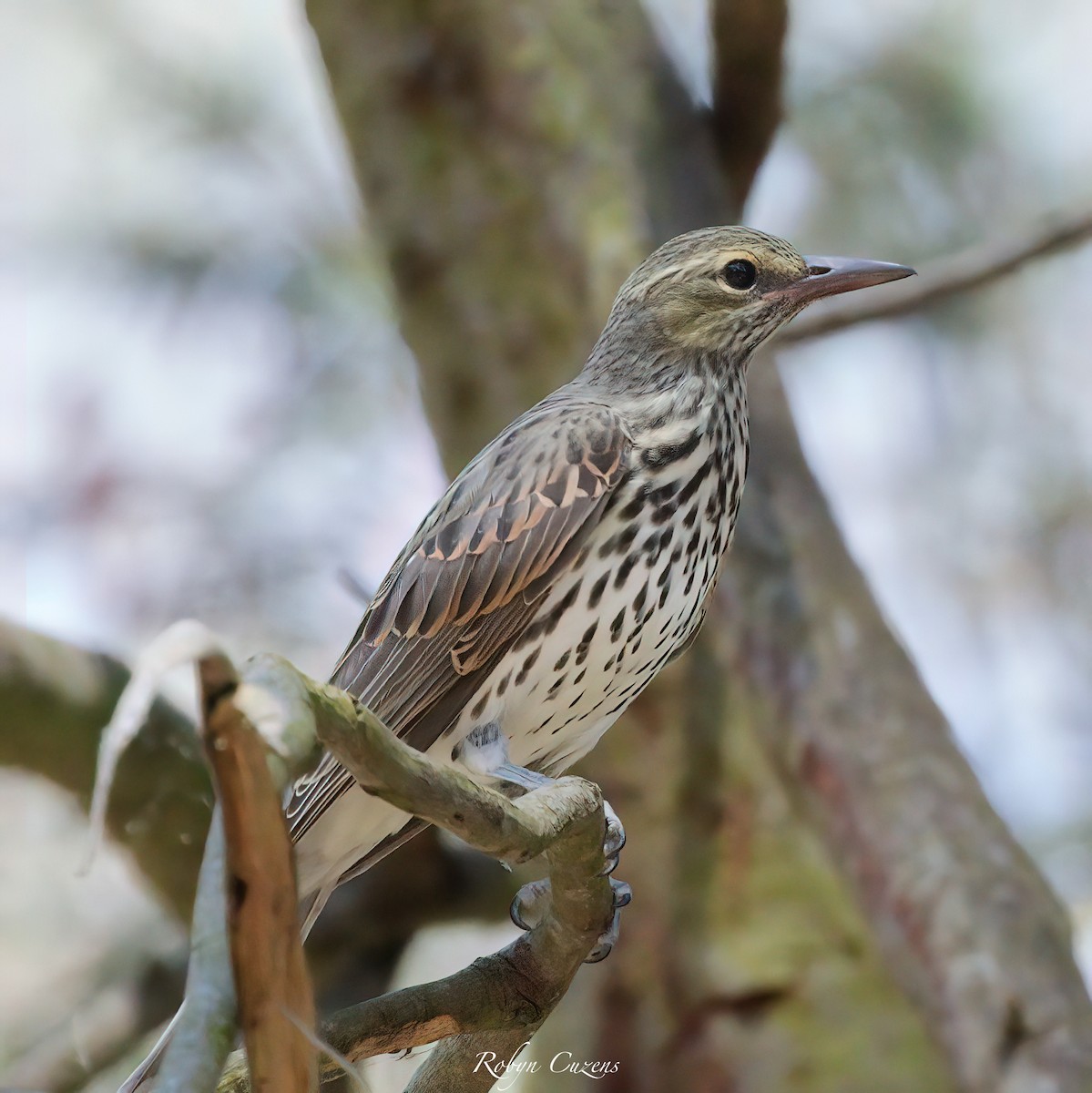 Olive-backed Oriole - ML613303659