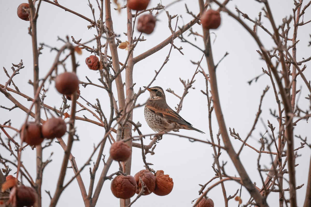 Dusky Thrush - ML613303671