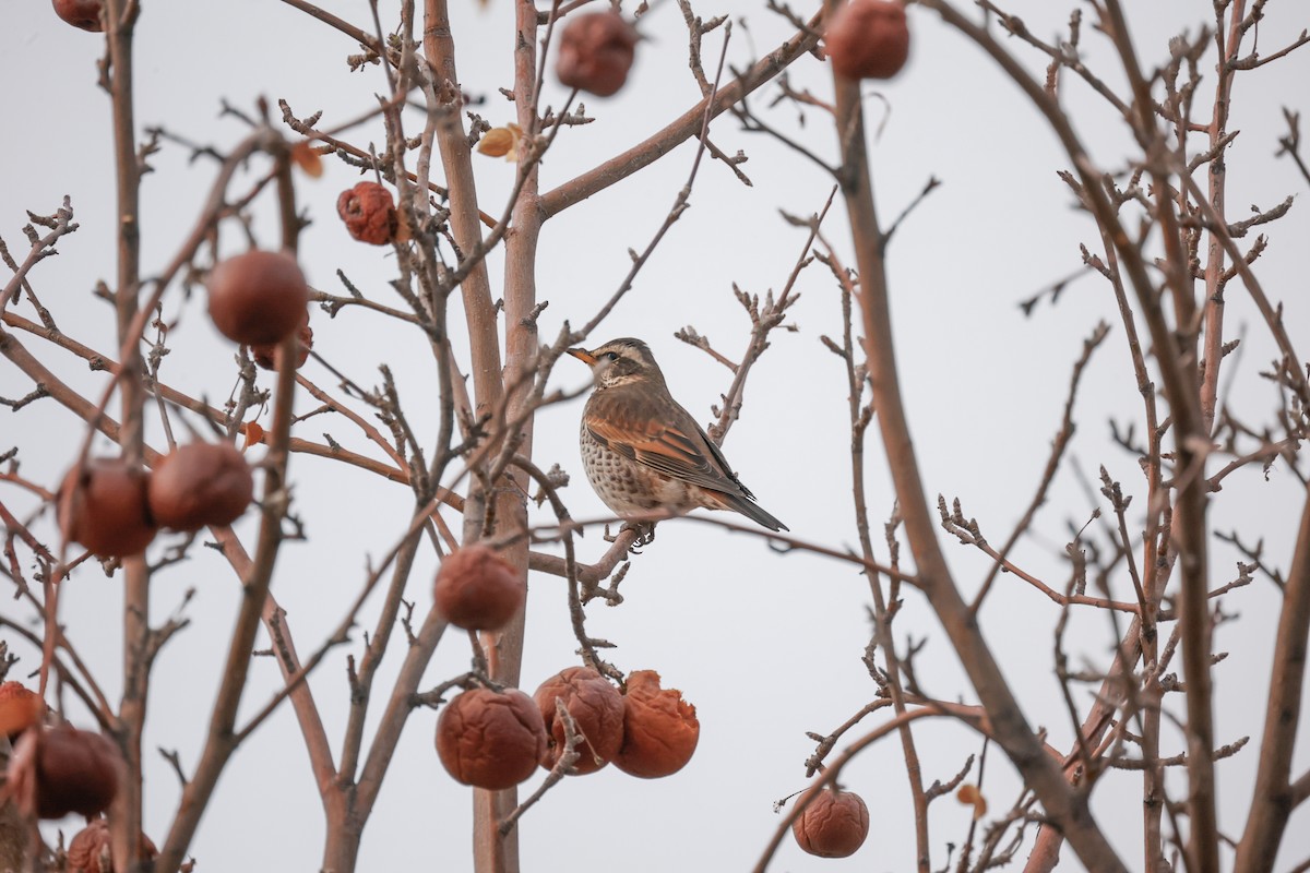 Dusky Thrush - ML613303674