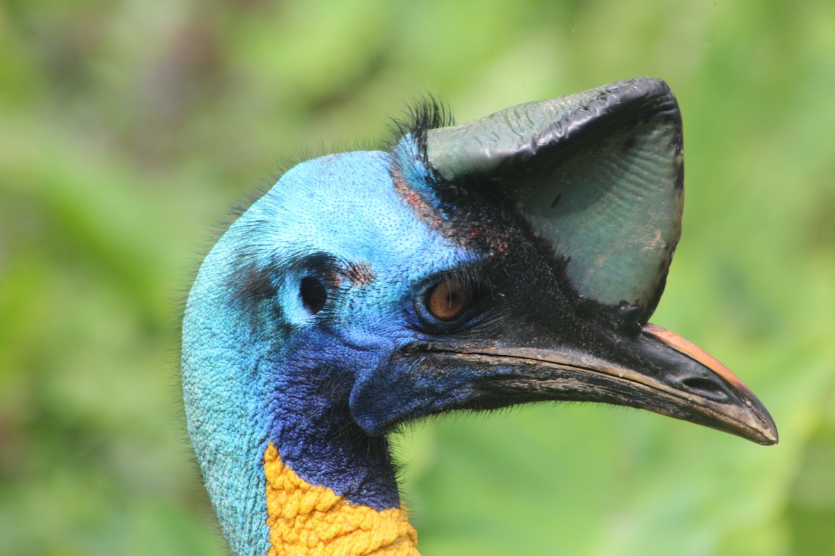 Northern Cassowary - ML613303725