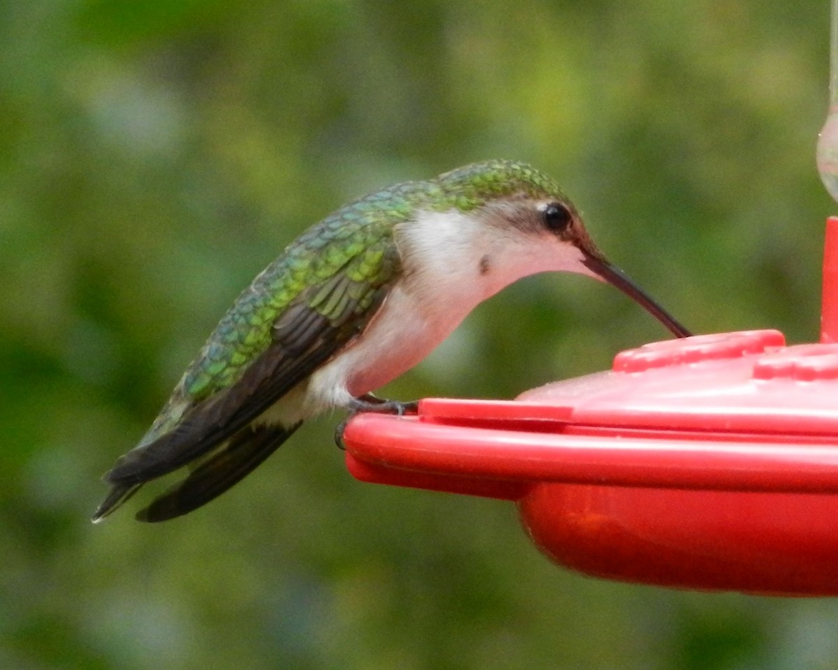 Ruby-throated Hummingbird - ML61330381