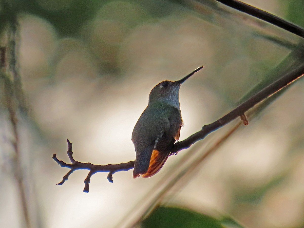 Olive-spotted Hummingbird - Peter Leth