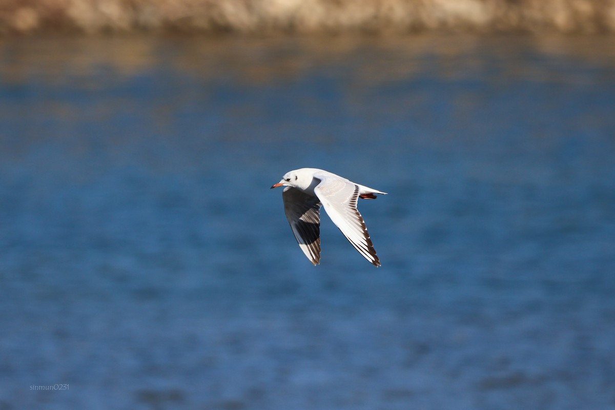 Mouette rieuse - ML613303847