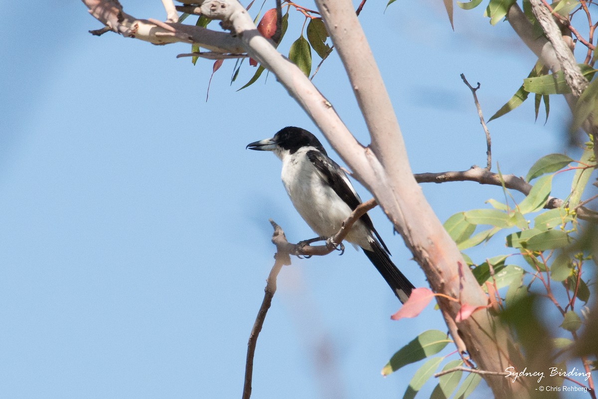 Gray Butcherbird - ML613303889