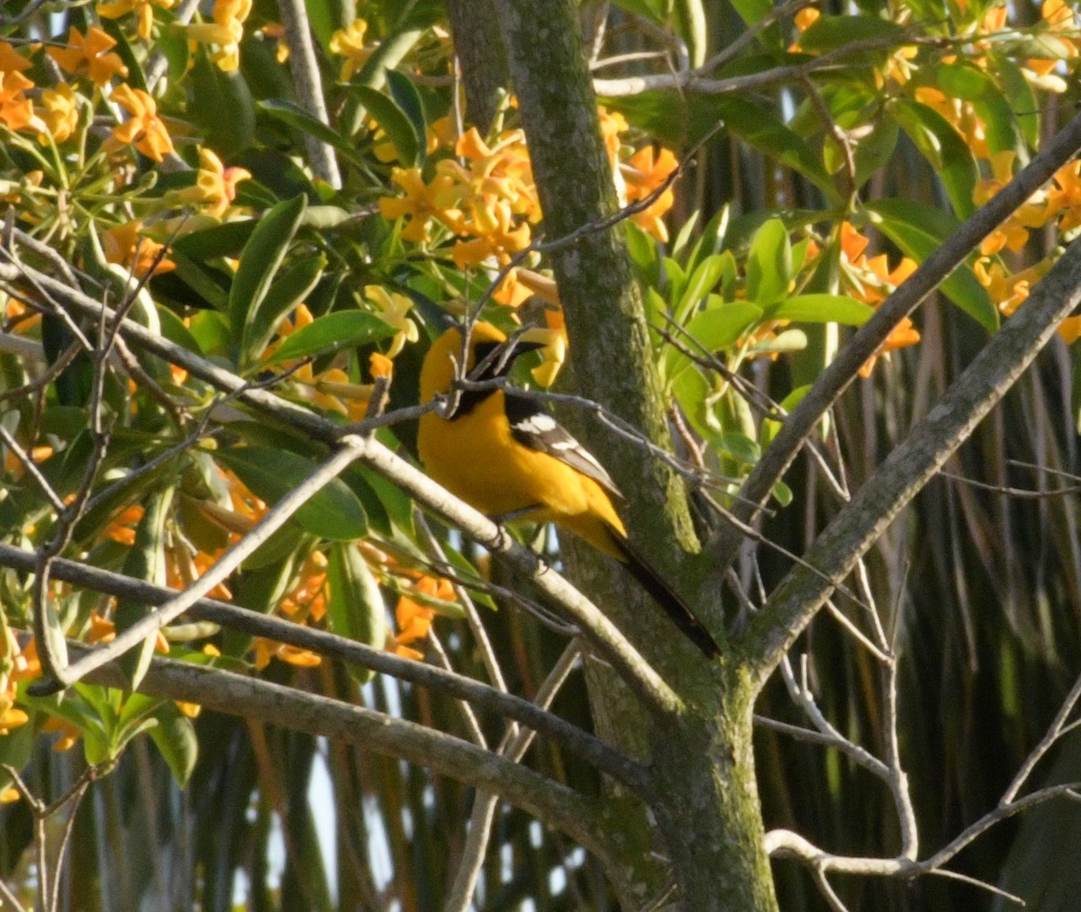 Hooded Oriole - ML613303947