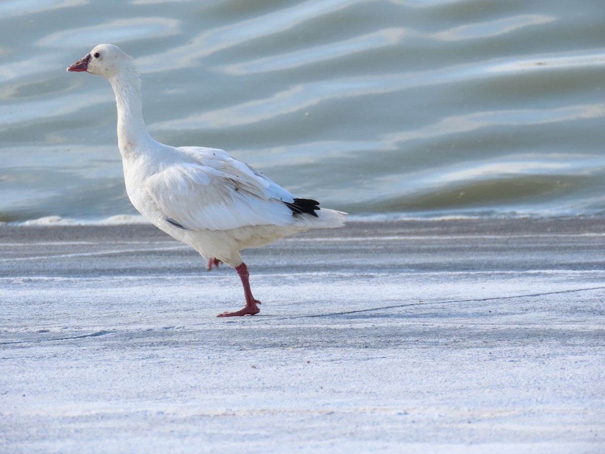 Snow Goose - ML613303984