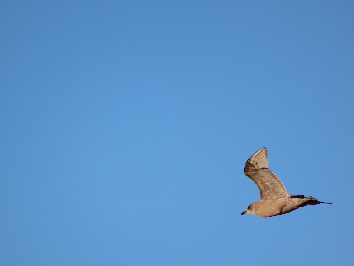 Herring Gull - ML613304005