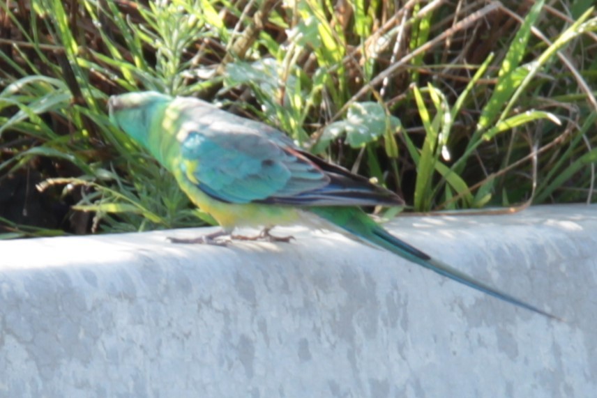 Red-rumped Parrot - ML613304035