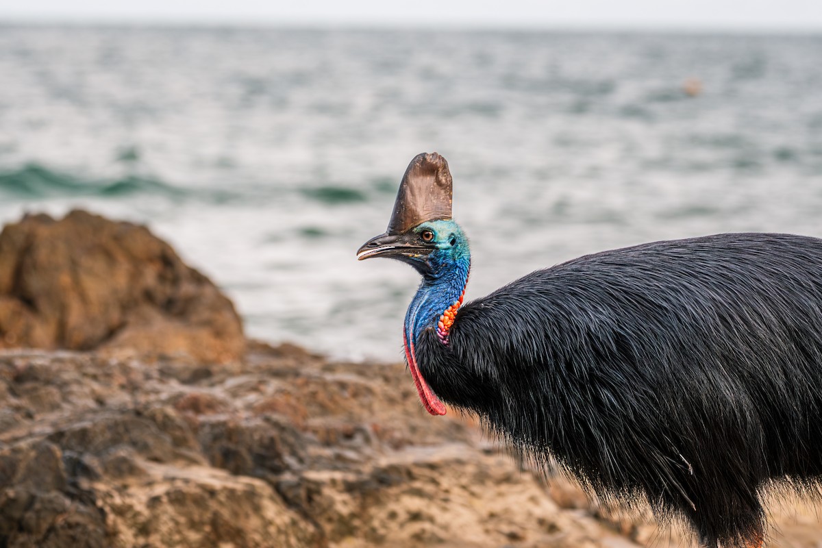 Southern Cassowary - ML613304060