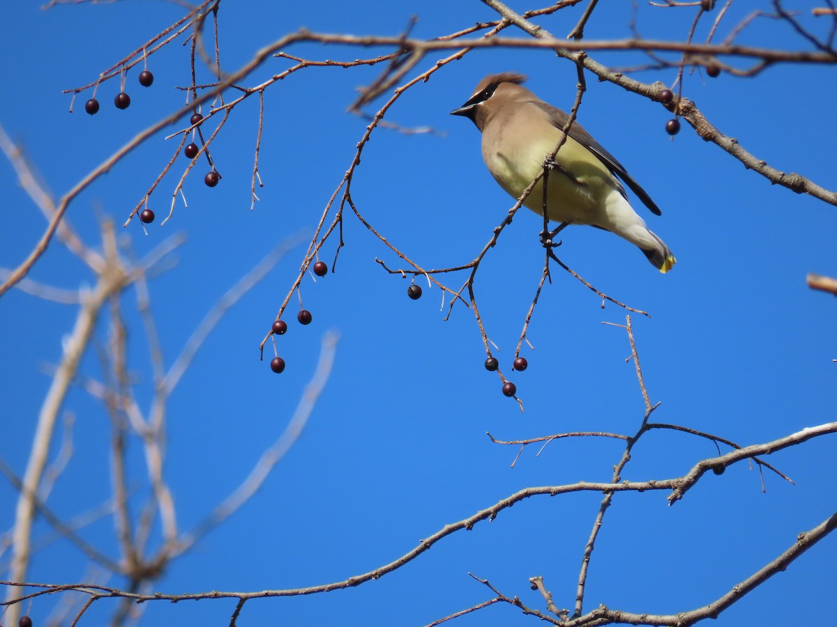 Cedar Waxwing - ML613304080