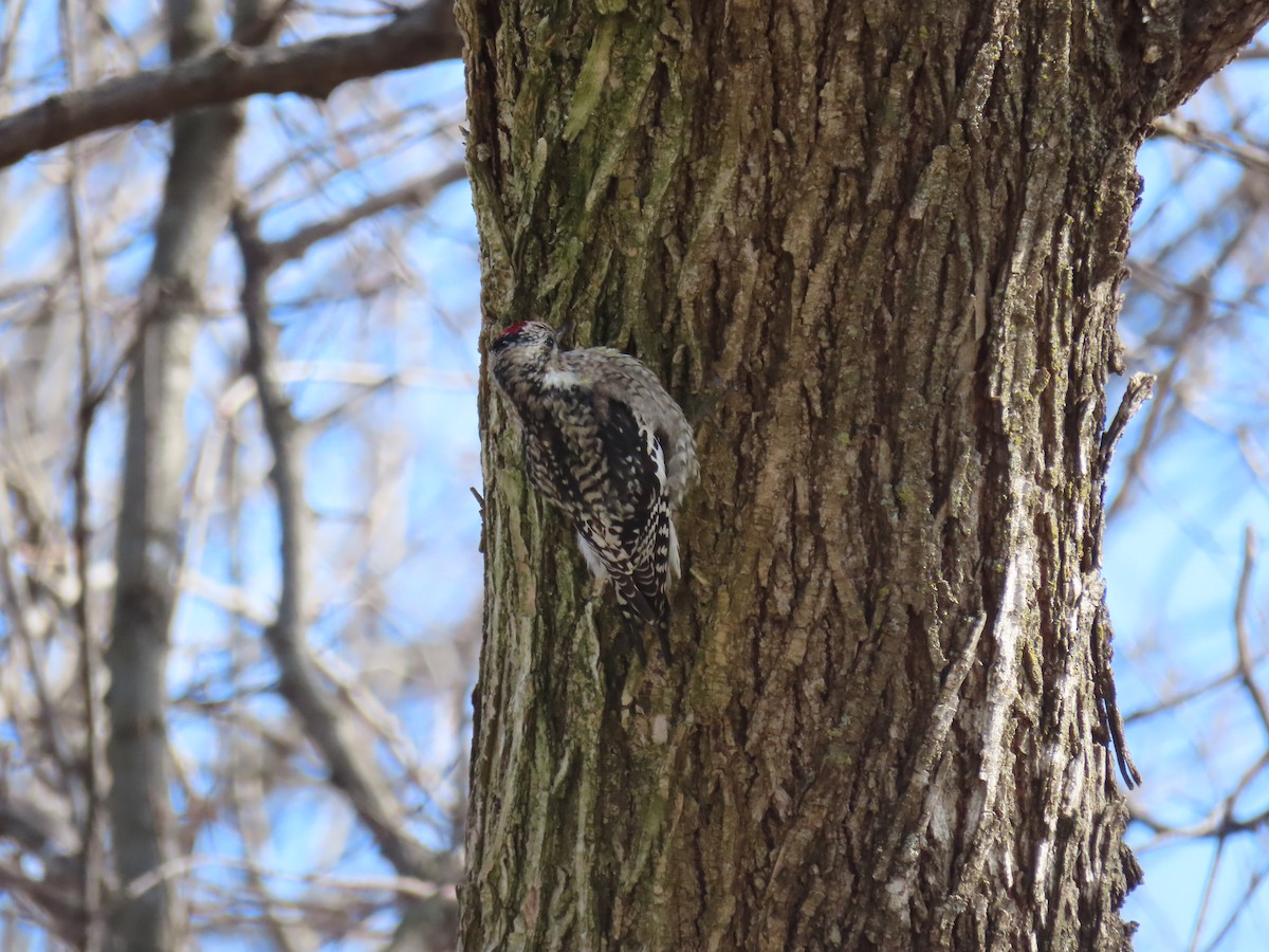 Yellow-bellied Sapsucker - ML613304083