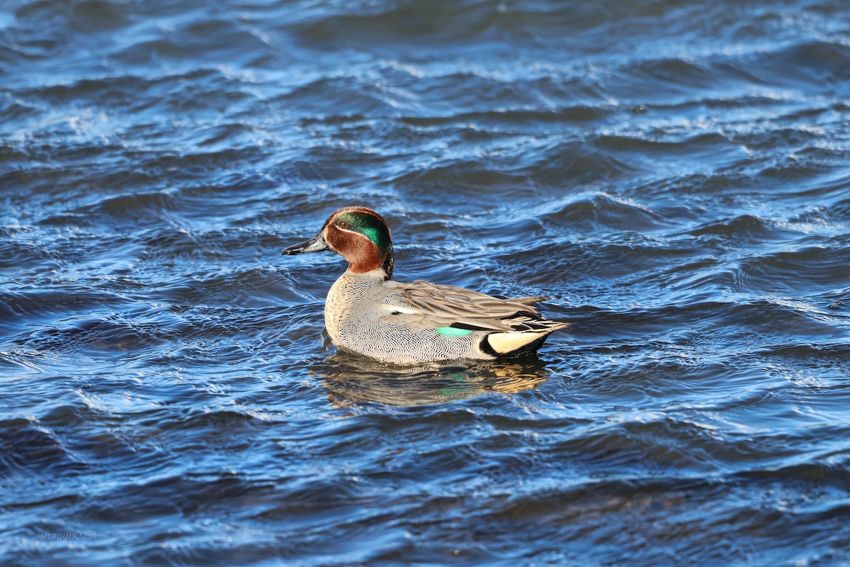 Green-winged Teal (Eurasian) - ML613304130