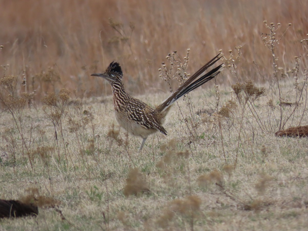 Greater Roadrunner - Jeff Calhoun