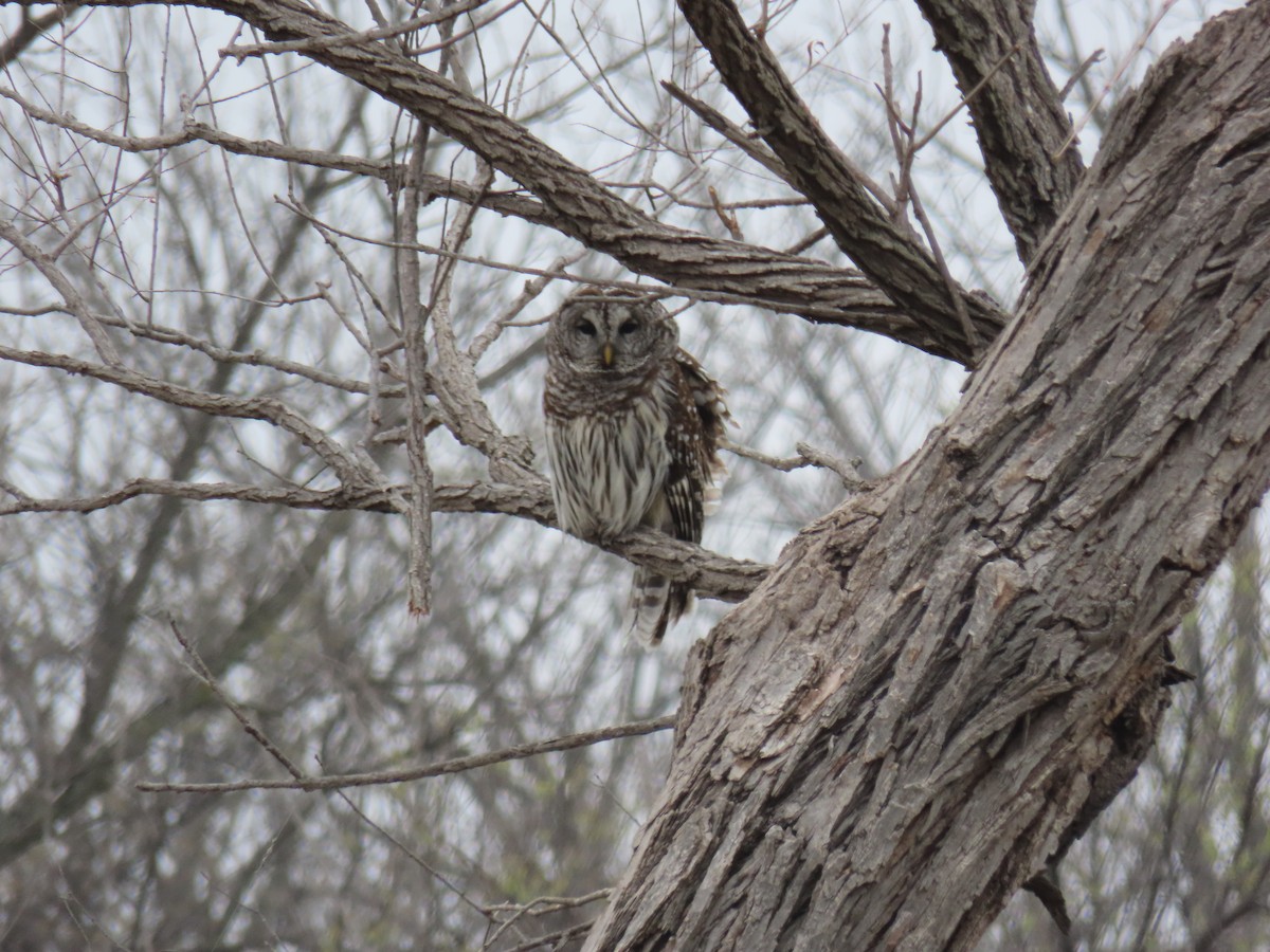 Barred Owl - ML613304186