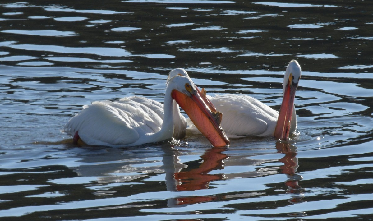 American White Pelican - ML613304210