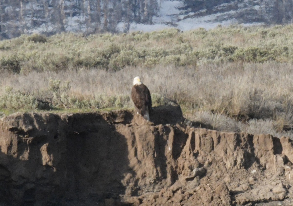 Bald Eagle - ML613304219