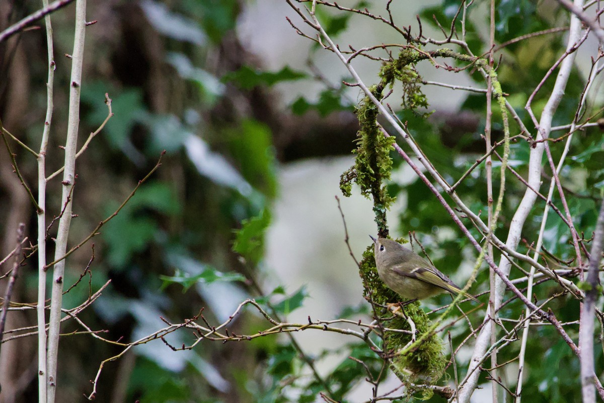 Ruby-crowned Kinglet - ML613304228