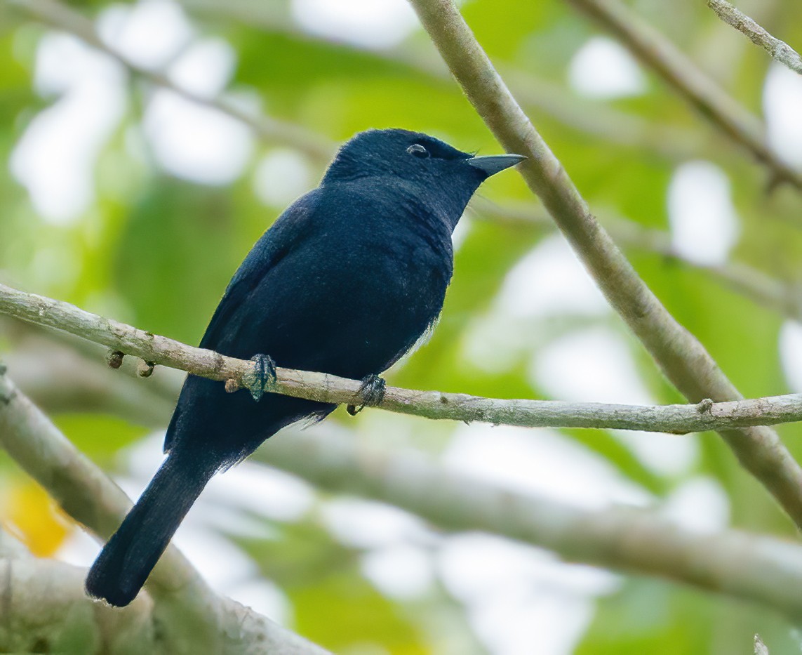 Biak Flycatcher - Wilbur Goh