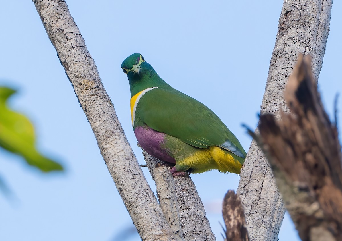 Geelvink Fruit-Dove - Wilbur Goh