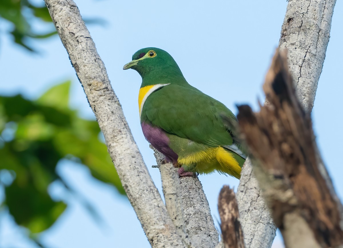 Geelvink Fruit-Dove - Wilbur Goh