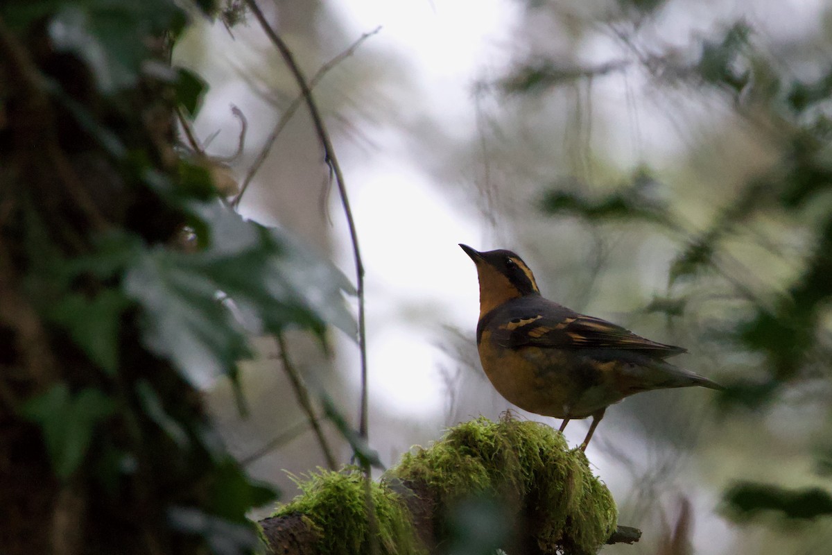 Varied Thrush - Anonymous