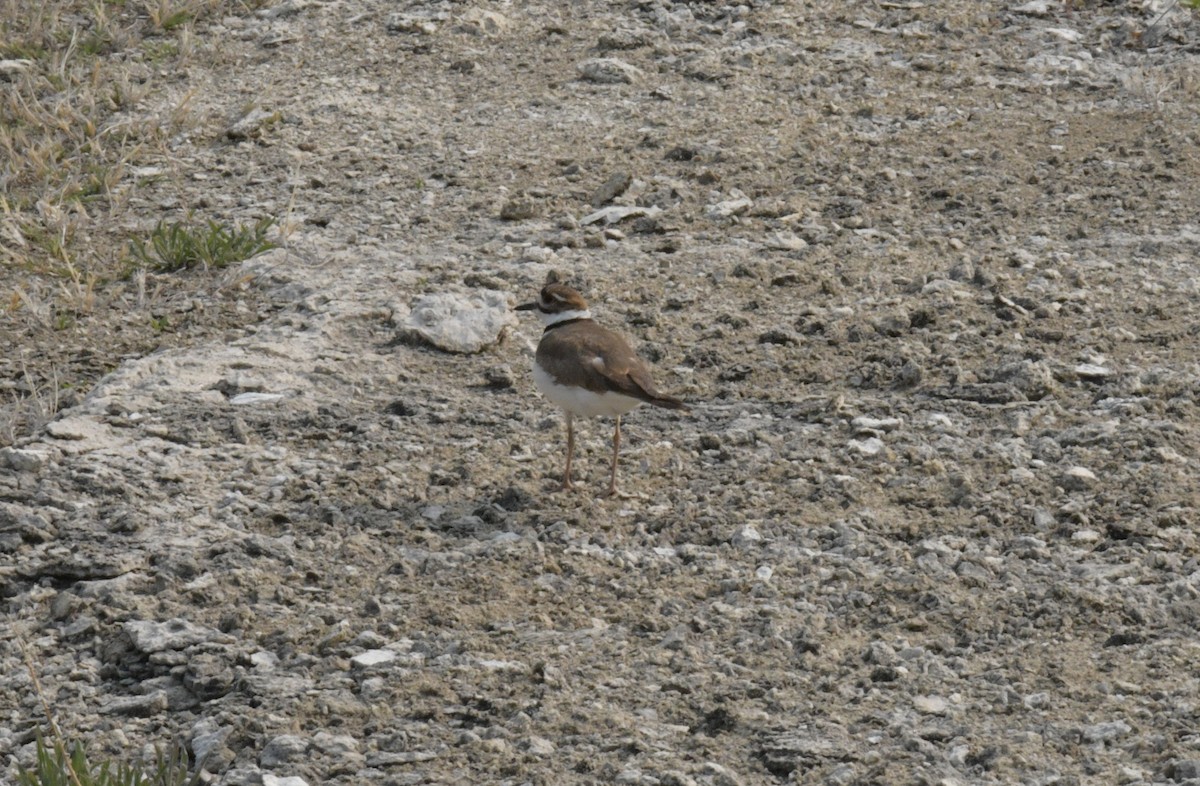 Killdeer - ML613304301