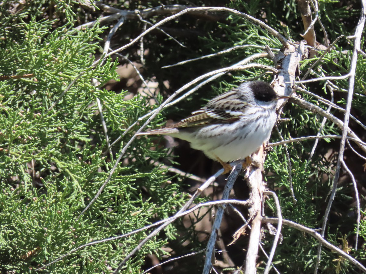 Blackpoll Warbler - ML613304306