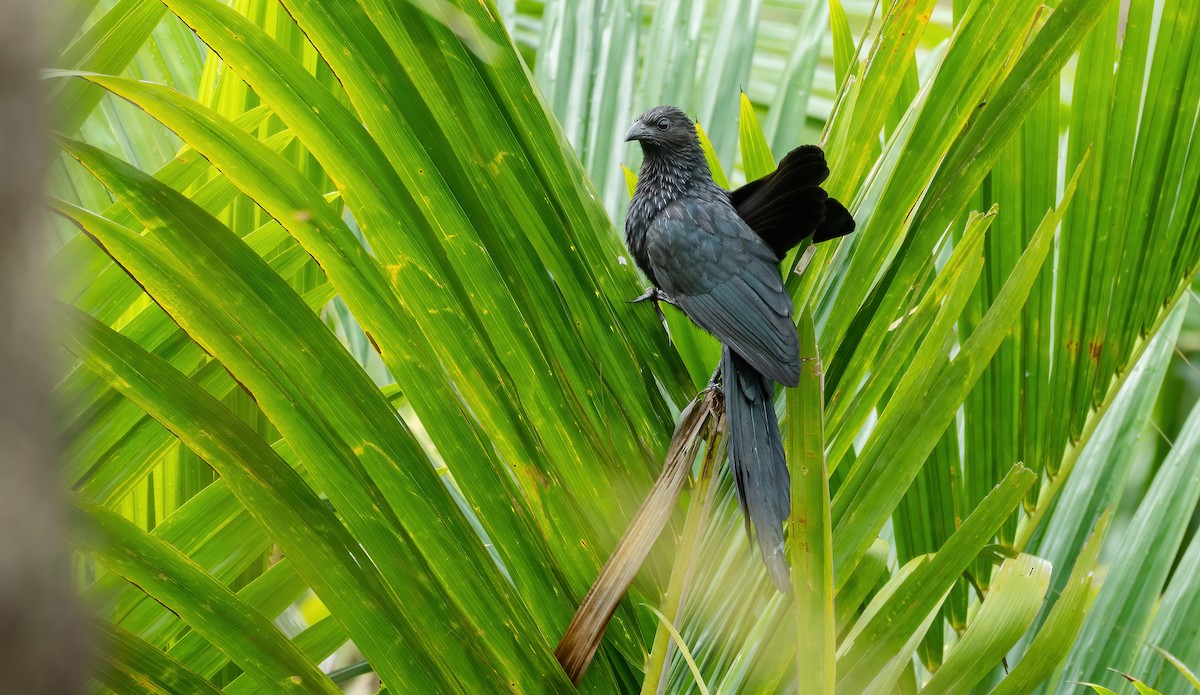 Lesser Black Coucal - Wilbur Goh