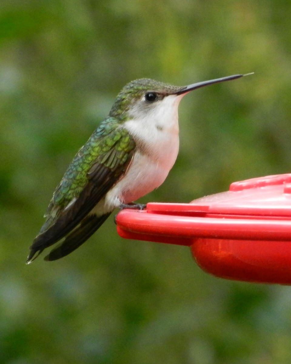 Ruby-throated Hummingbird - ML61330431