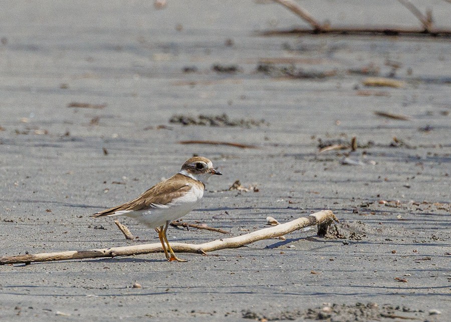 Semipalmated Plover - ML613304321