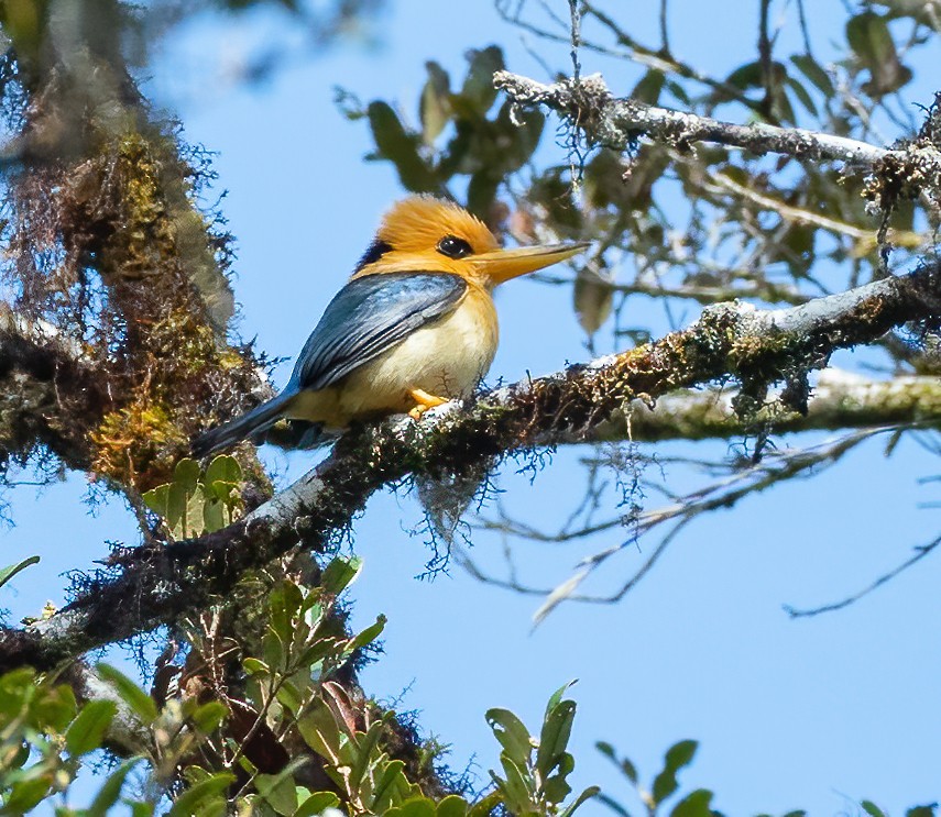 Mountain Kingfisher - Wilbur Goh