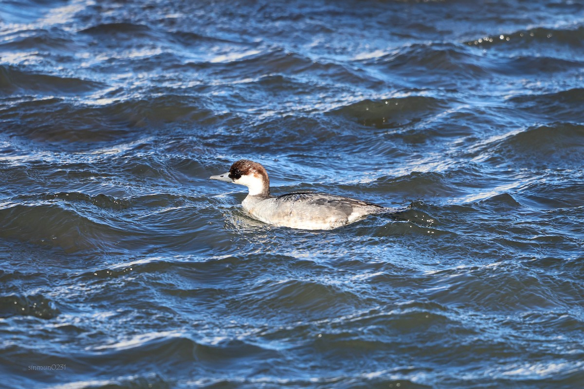 Smew - ML613304335