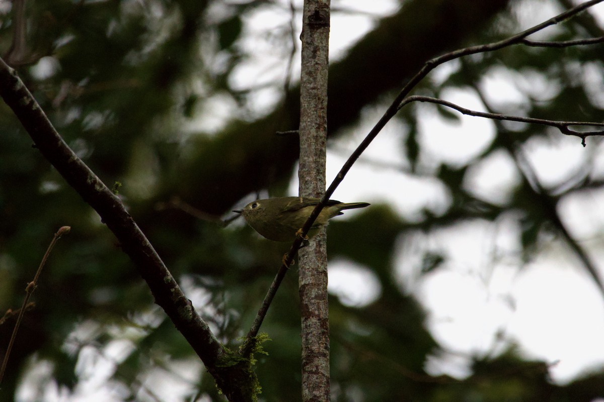 Ruby-crowned Kinglet - ML613304342