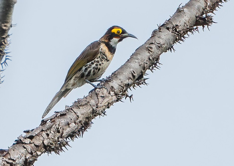 Ornate Melidectes - Wilbur Goh