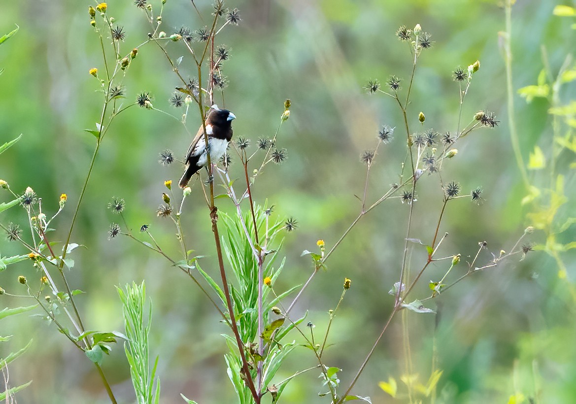 Black-breasted Munia - ML613304354