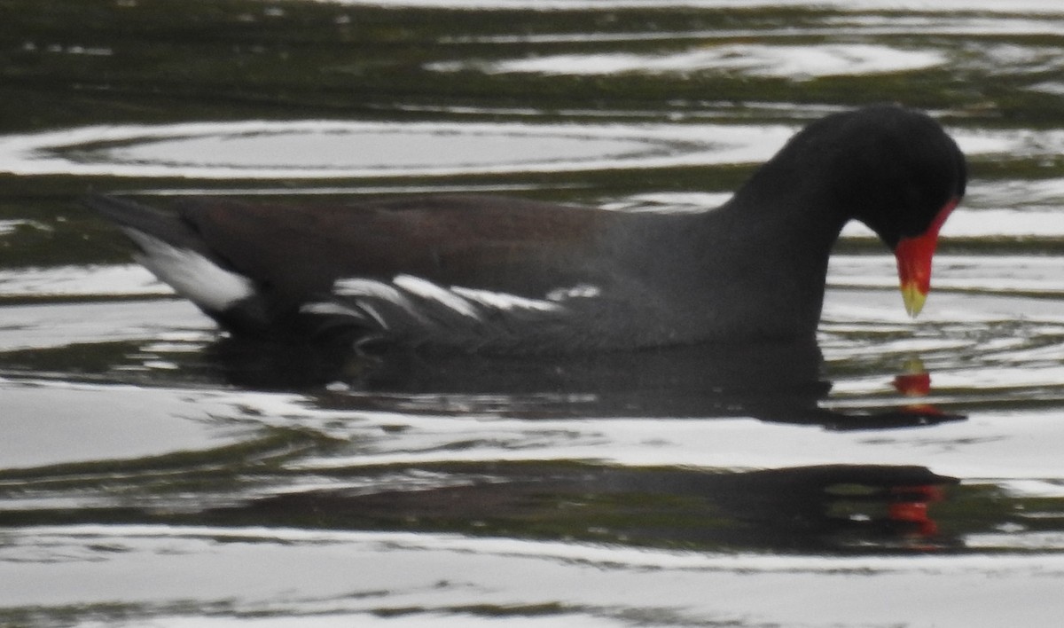 Common Gallinule - ML613304383